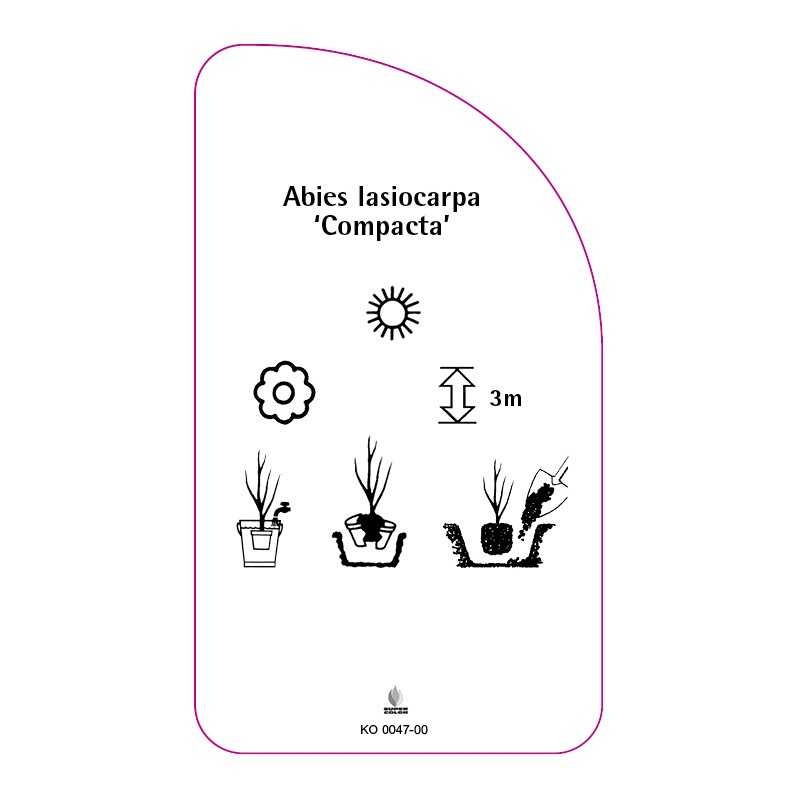 abies-lasiocarpa-compacta-0