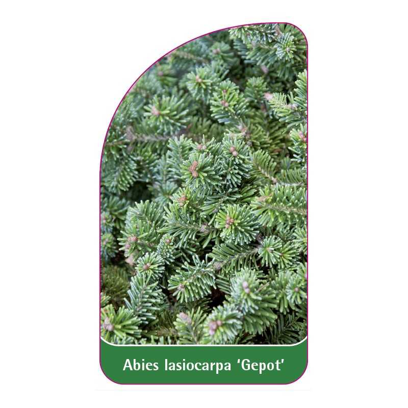 abies-lasiocarpa-gepot-1