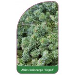 abies-lasiocarpa-gepot-1