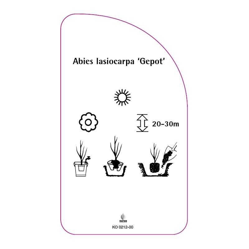 abies-lasiocarpa-gepot-0