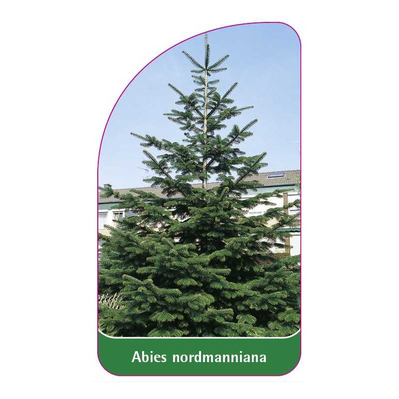 abies-nordmanniana1