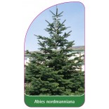 abies-nordmanniana1