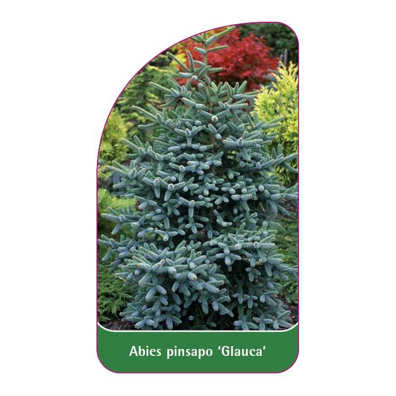 abies-pinsapo-glauca-1