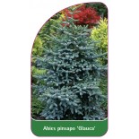 abies-pinsapo-glauca-1