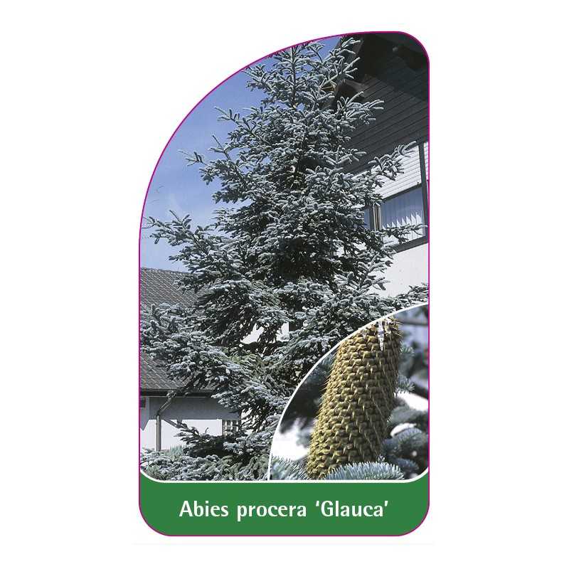 abies-procera-glauca-1