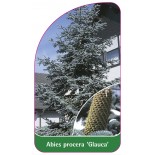 abies-procera-glauca-1