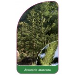 araucaria-araucana1