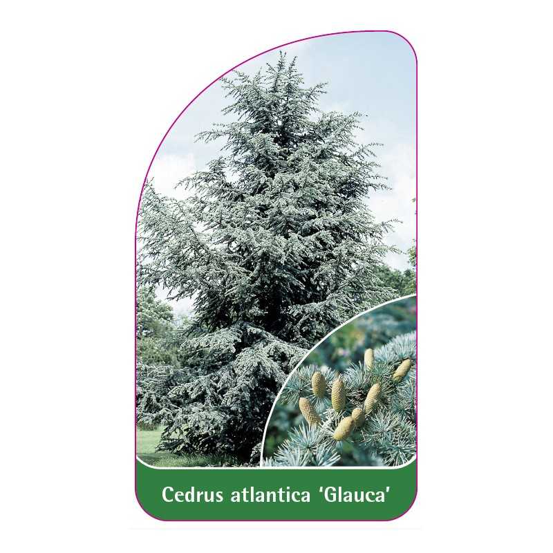 cedrus-atlantica-glauca-1