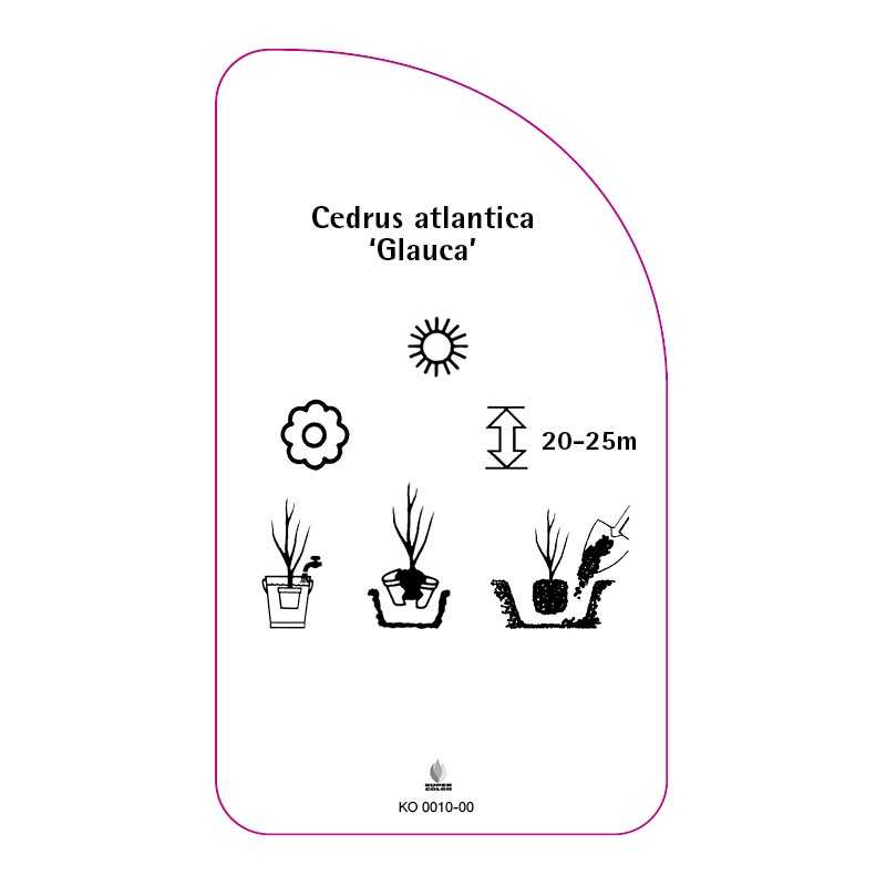 cedrus-atlantica-glauca-0