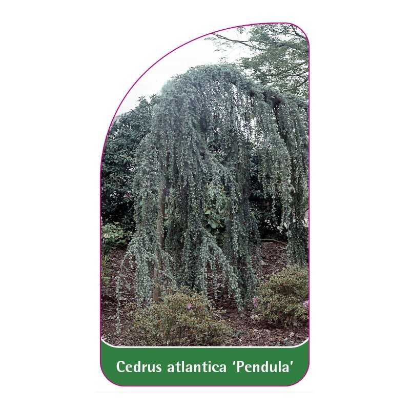 cedrus-atlantica-pendula-1