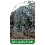 cedrus-atlantica-pendula-1