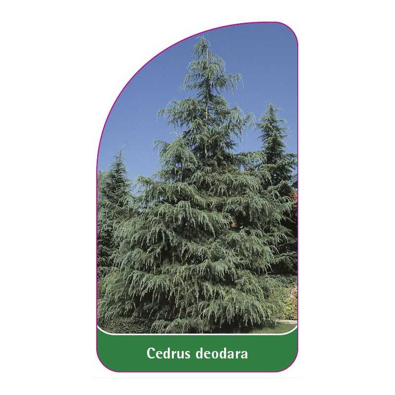 cedrus-deodara1