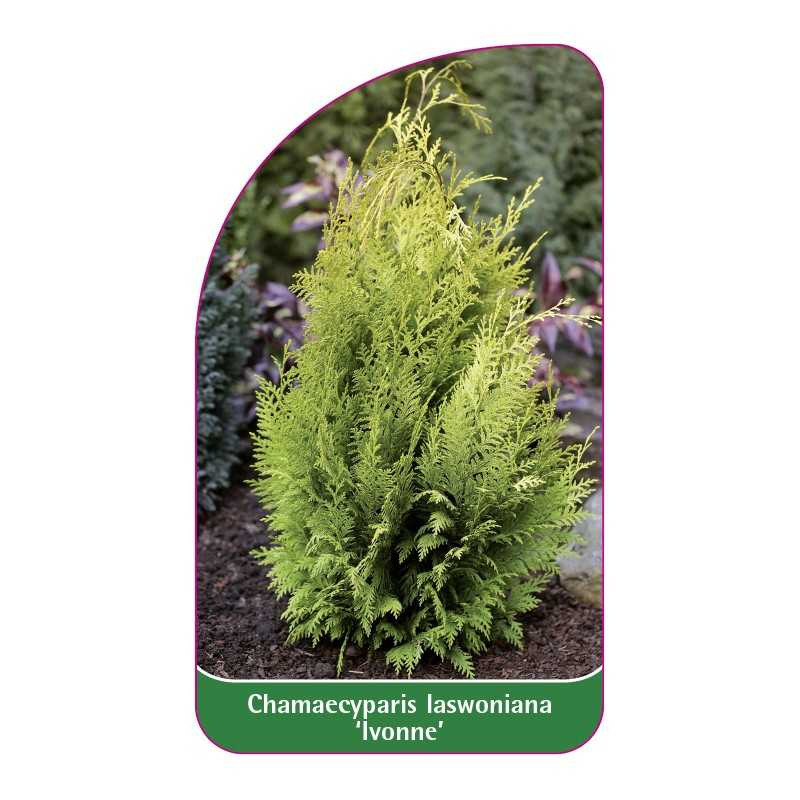 chamaecyparis-laswoniana-ivonne-1