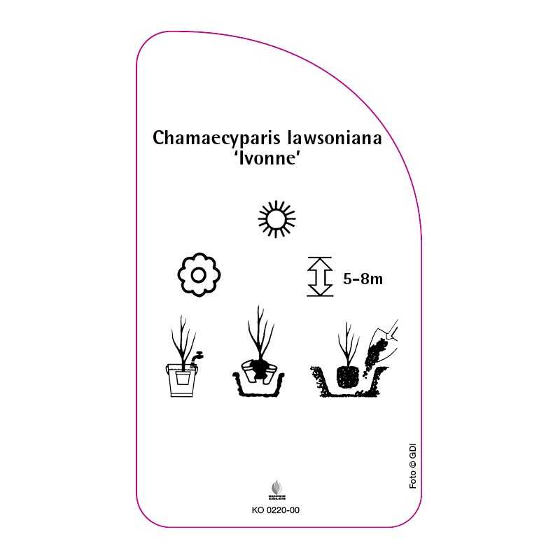 chamaecyparis-laswoniana-ivonne-0