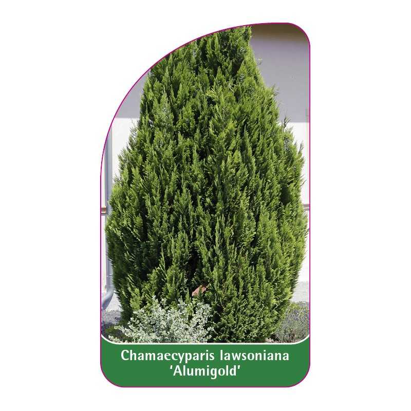 chamaecyparis-lawsoniana-alumigold-1