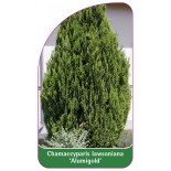 chamaecyparis-lawsoniana-alumigold-1