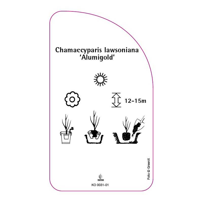 chamaecyparis-lawsoniana-alumigold-0