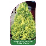 chamaecyparis-lawsoniana-golden-wonder-1