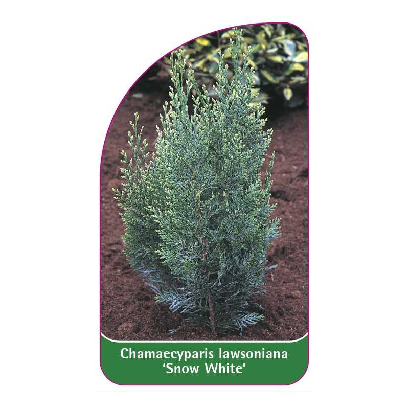 chamaecyparis-lawsoniana-snow-white-1