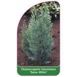 chamaecyparis-lawsoniana-snow-white-1