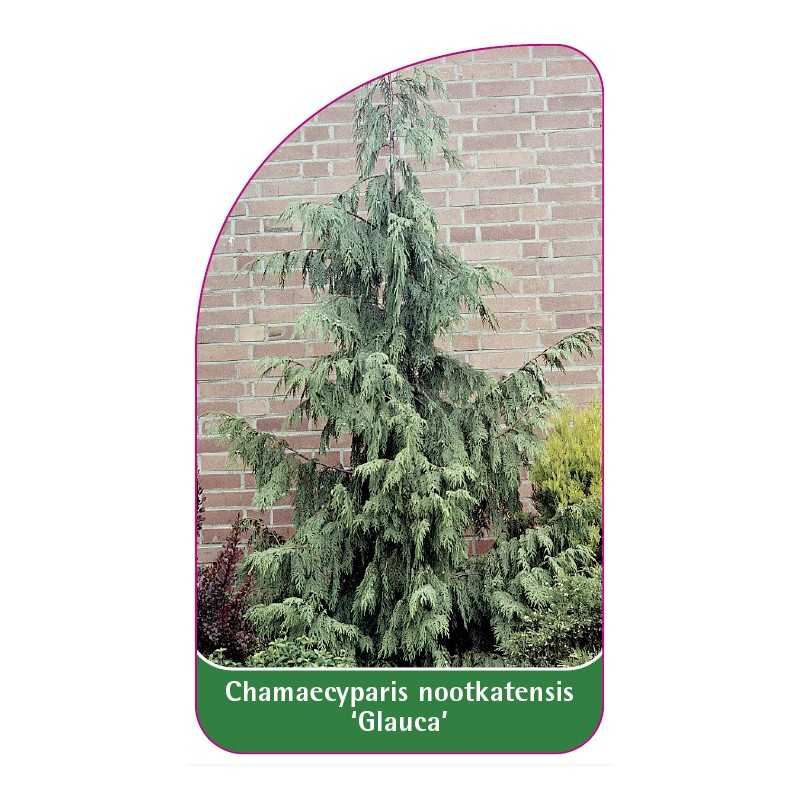 chamaecyparis-nootkatensis-glauca-1