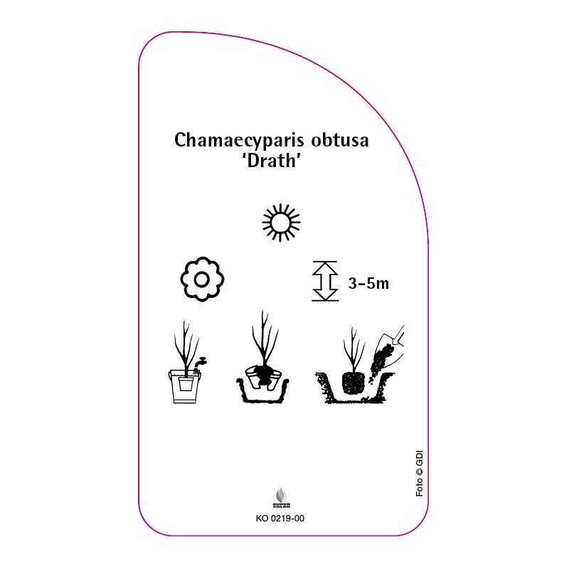 chamaecyparis-obtusa-drath-0