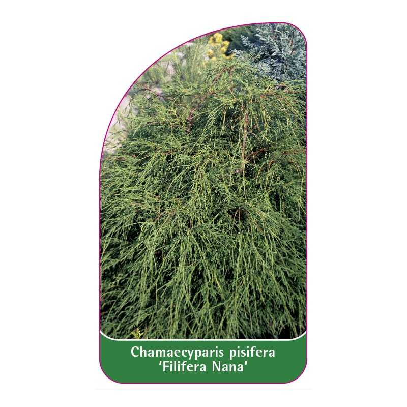 chamaecyparis-pisifera-filifera-nana-1