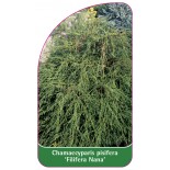 chamaecyparis-pisifera-filifera-nana-1