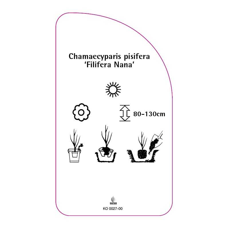 chamaecyparis-pisifera-filifera-nana-0