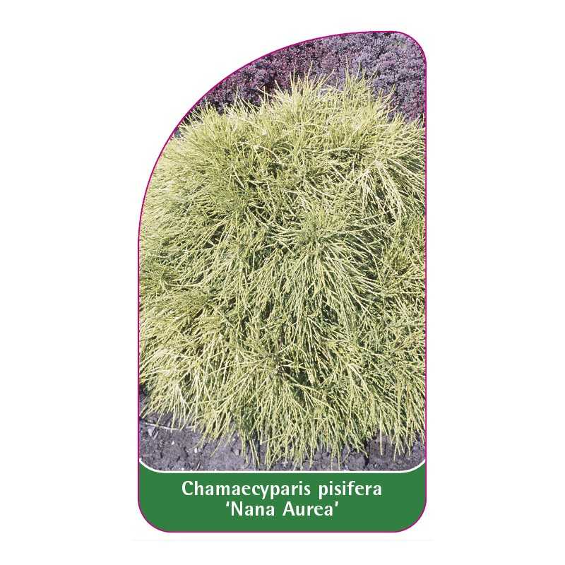 chamaecyparis-pisifera-nana-aurea-1