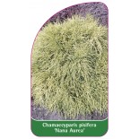 chamaecyparis-pisifera-nana-aurea-1