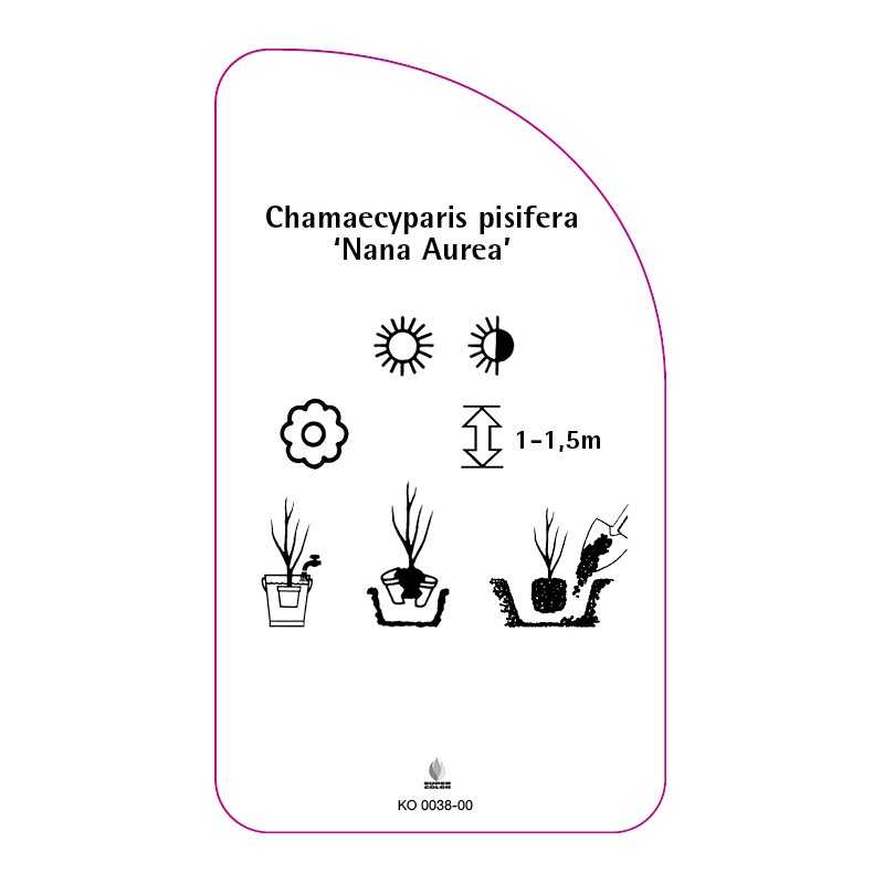 chamaecyparis-pisifera-nana-aurea-0