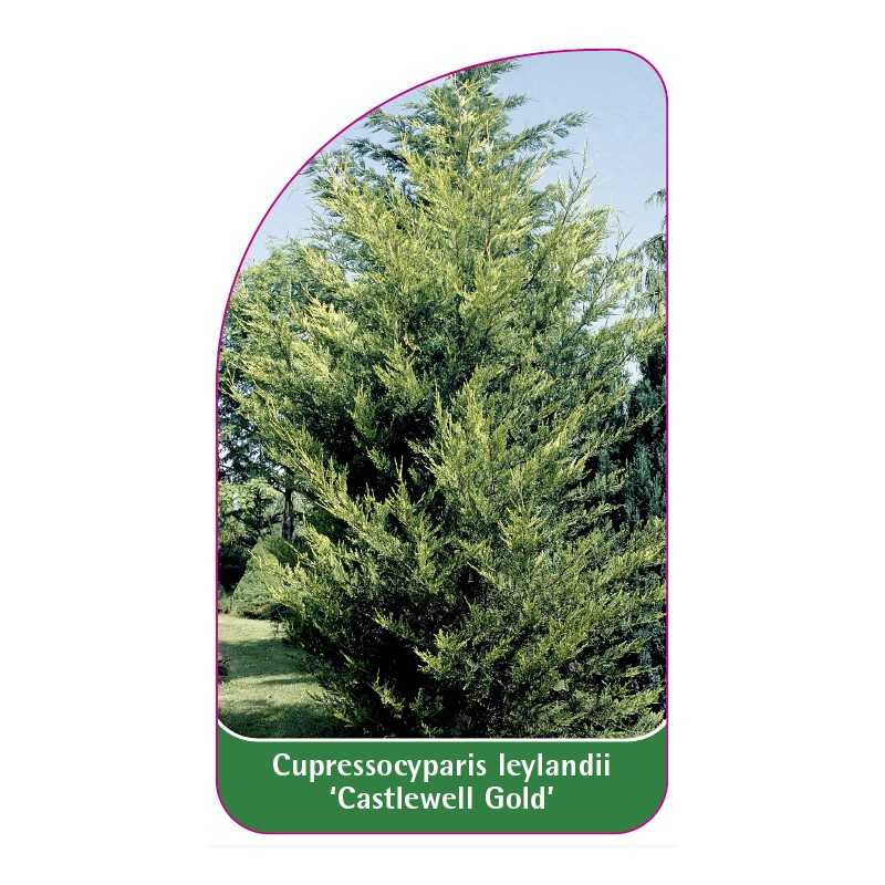 cupressocyparis-leylandii-castelwell-gold-1