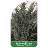 juniperus-chinensis-blaauw-s-varietat-1