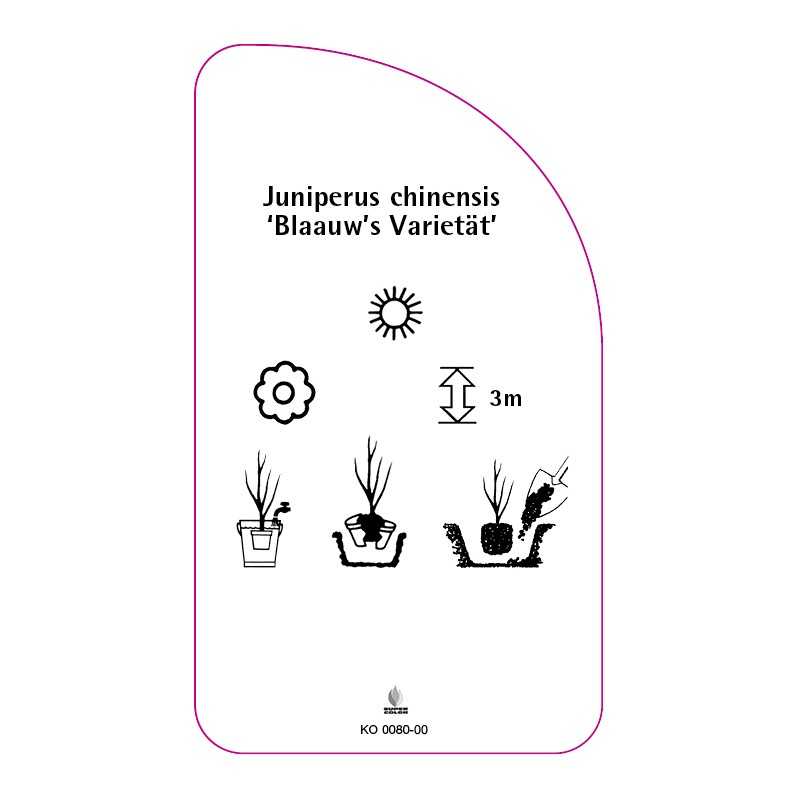 juniperus-chinensis-blaauw-s-varietat-0