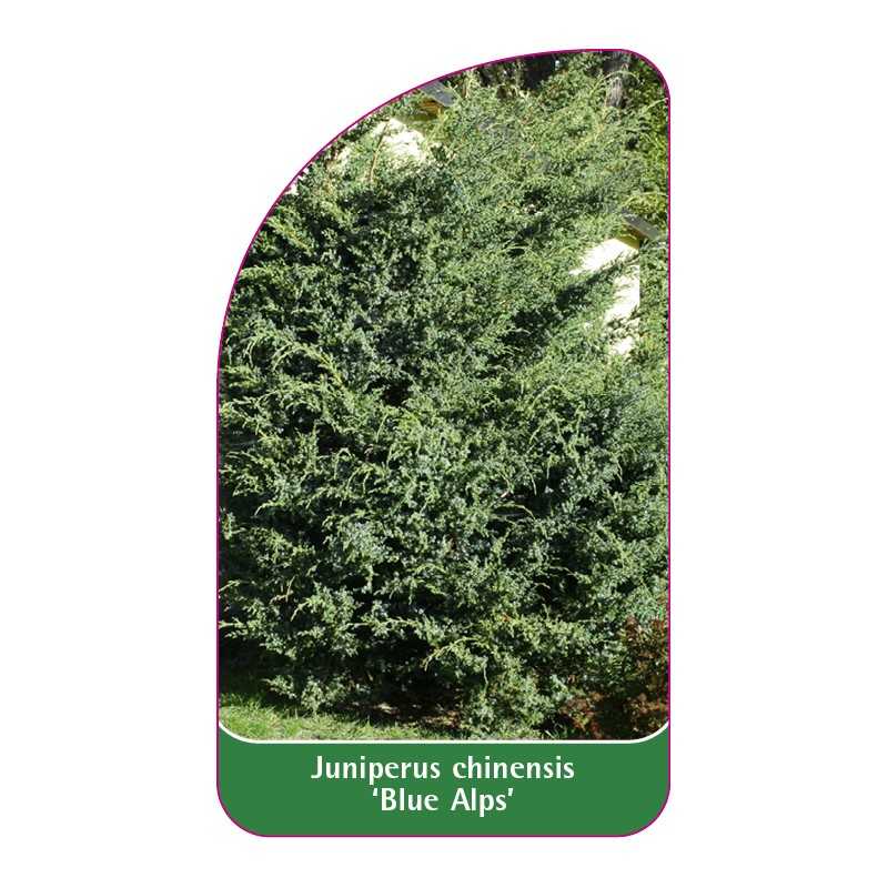 juniperus-chinensis-blue-alps-b1