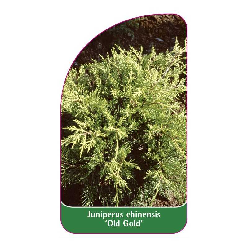 juniperus-chinensis-old-gold-1