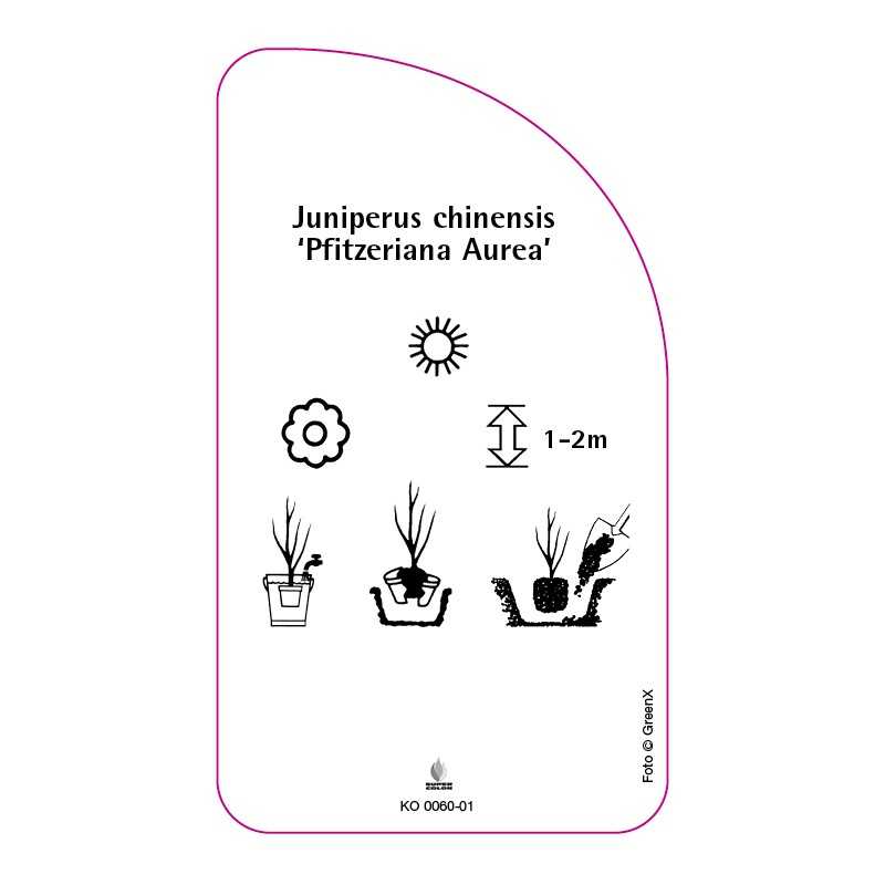 juniperus-chinensis-pfitzeriana-aurea-0