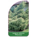 juniperus-chinensis-pfitzeriana-1