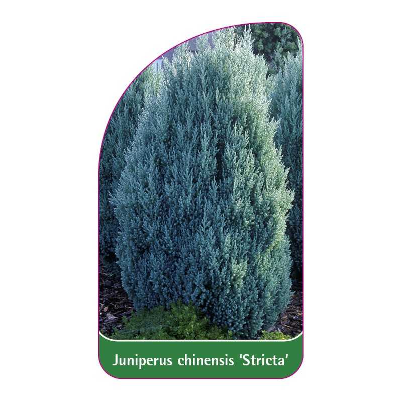 juniperus-chinensis-stricta-1