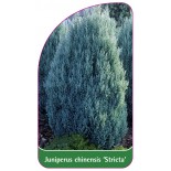 juniperus-chinensis-stricta-1