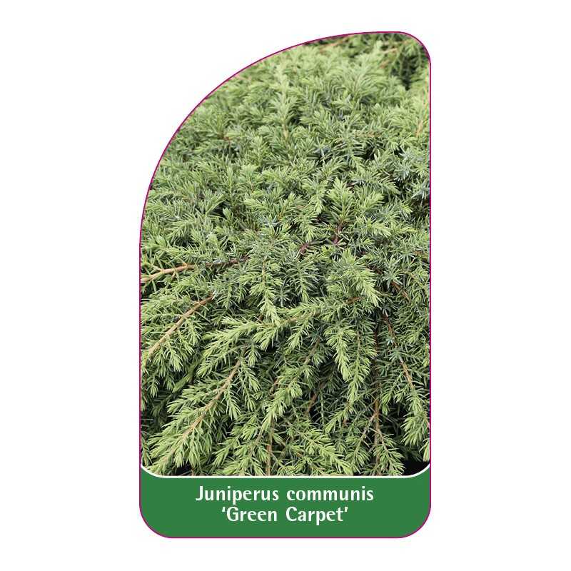 juniperus-communis-green-carpet-1