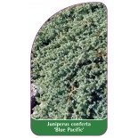 juniperus-conferta-blue-pacific-1