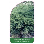 juniperus-horizontalis-andorra-compacta-1