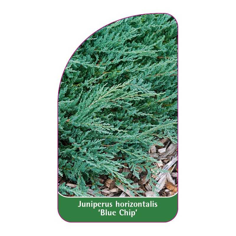 juniperus-horizontalis-blue-chip-b1