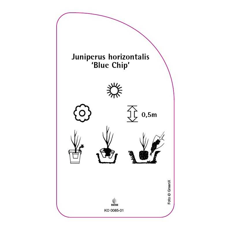 juniperus-horizontalis-blue-chip-b0