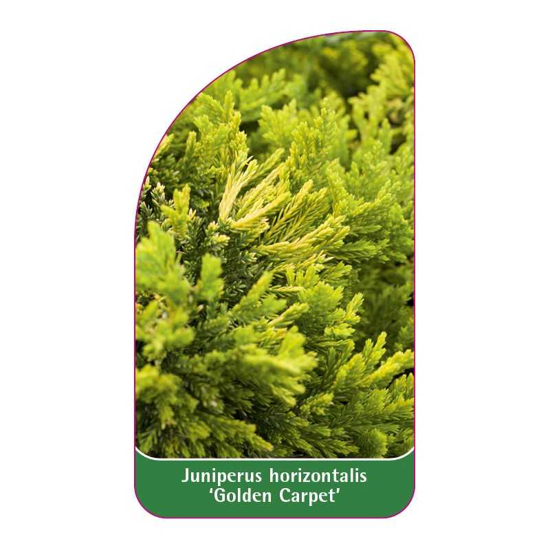 juniperus-horizontalis-golden-carpet-1