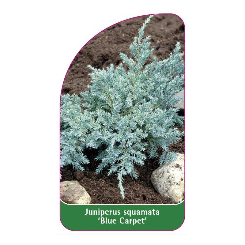 juniperus-squamata-blue-carpet-1