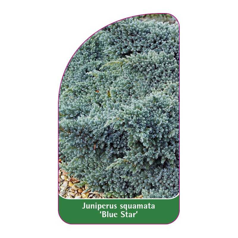 juniperus-squamata-blue-star-b1