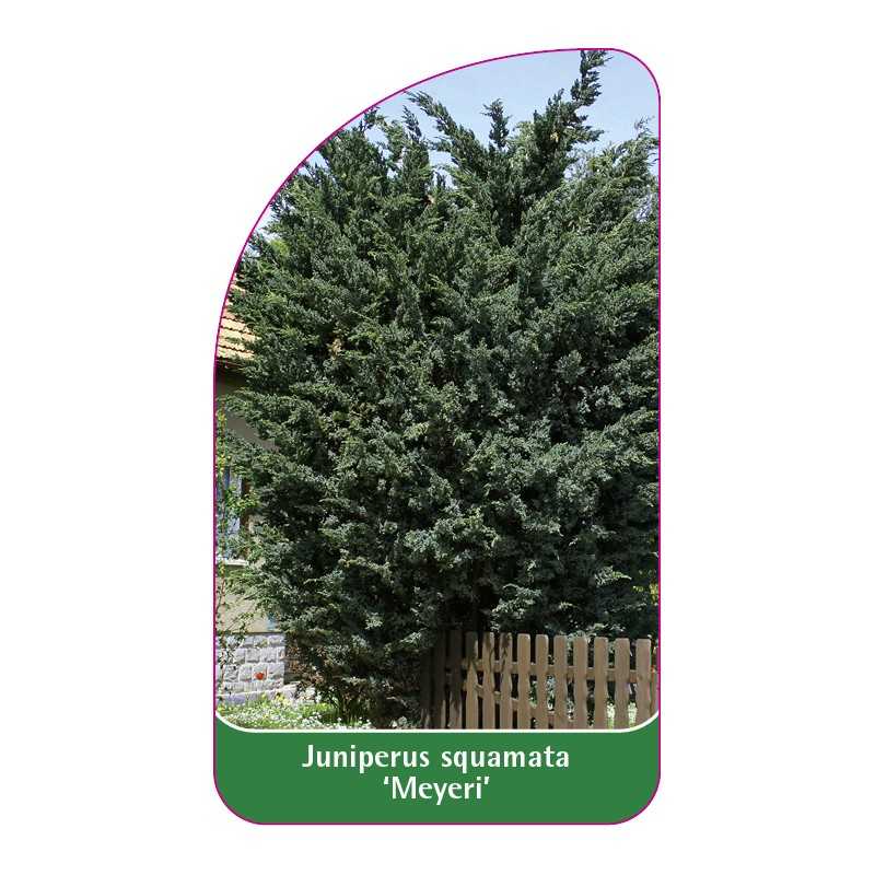 juniperus-squamata-meyeri-b1